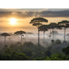 Amanecer en selva tropical con niebla matutina