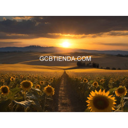 Campo de girasoles en la Toscana 2